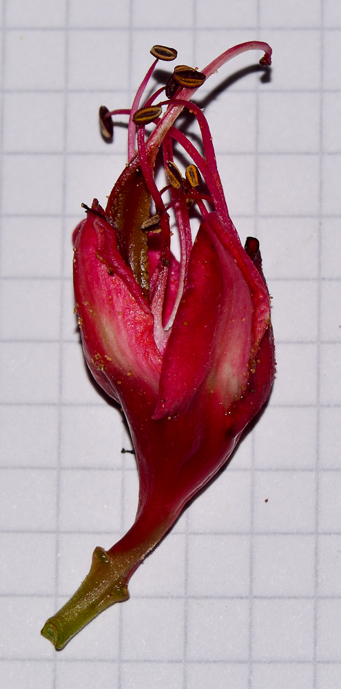 Image of Schotia brachypetala specimen.