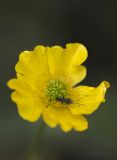 Ranunculus polyanthemos