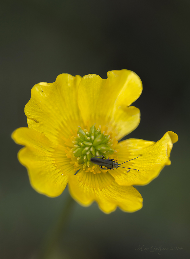 Image of Ranunculus polyanthemos specimen.