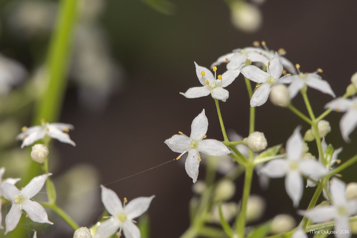 Image of Galium album specimen.