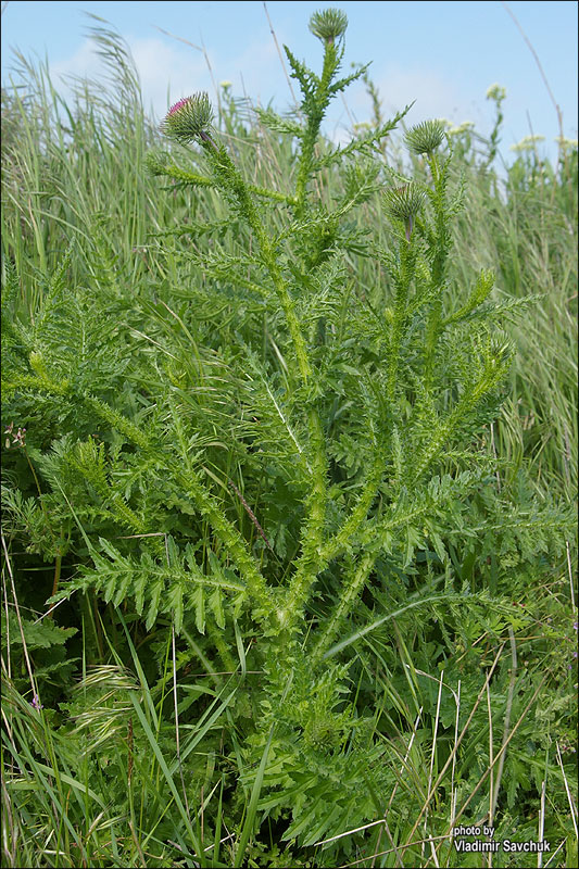 Image of genus Carduus specimen.