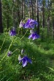 Aquilegia sibirica