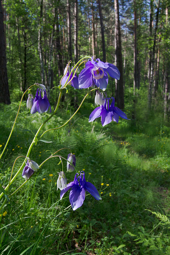 Изображение особи Aquilegia sibirica.