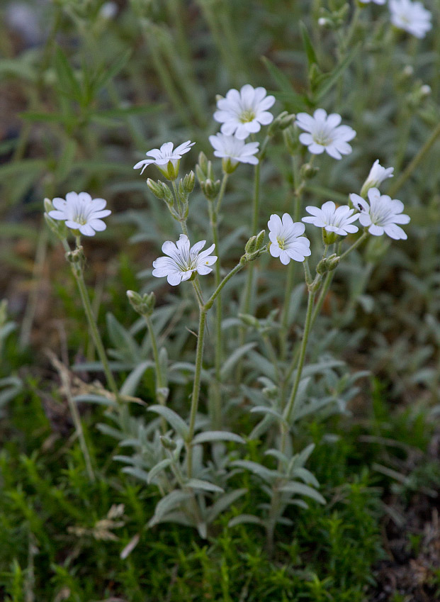 Image of Cerastium tomentosum specimen.