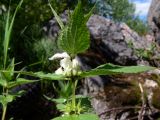 Lamium album