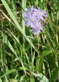 Lactuca sibirica