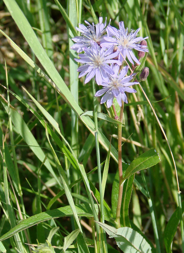 Image of Lactuca sibirica specimen.