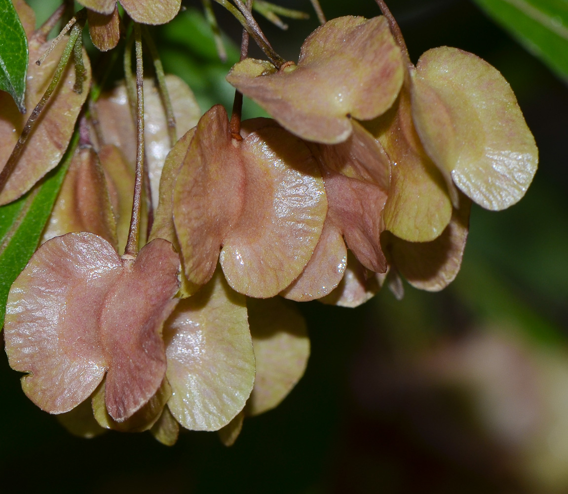 Изображение особи Dodonaea viscosa.