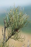 Ephedra equisetina