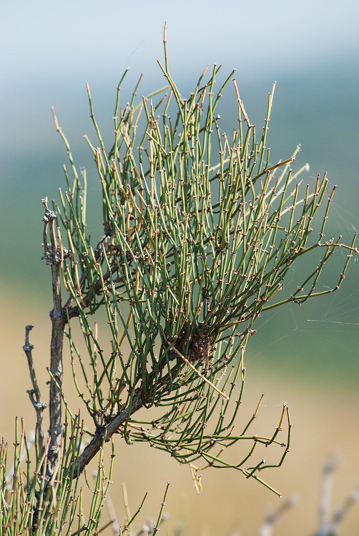 Image of Ephedra equisetina specimen.