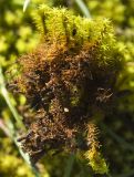 division Bryophyta
