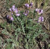 Astragalus ceratoides