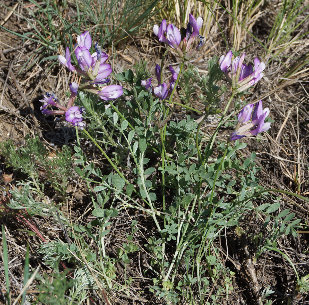 Image of Astragalus ceratoides specimen.