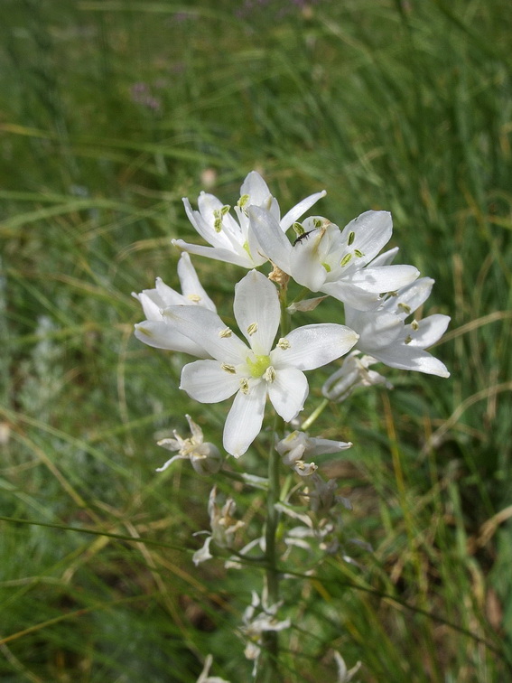 Изображение особи Ornithogalum fischerianum.