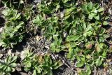 Pilosella officinarum. Вегетирующие растения. Донецк, террикон. 02.10.2012.