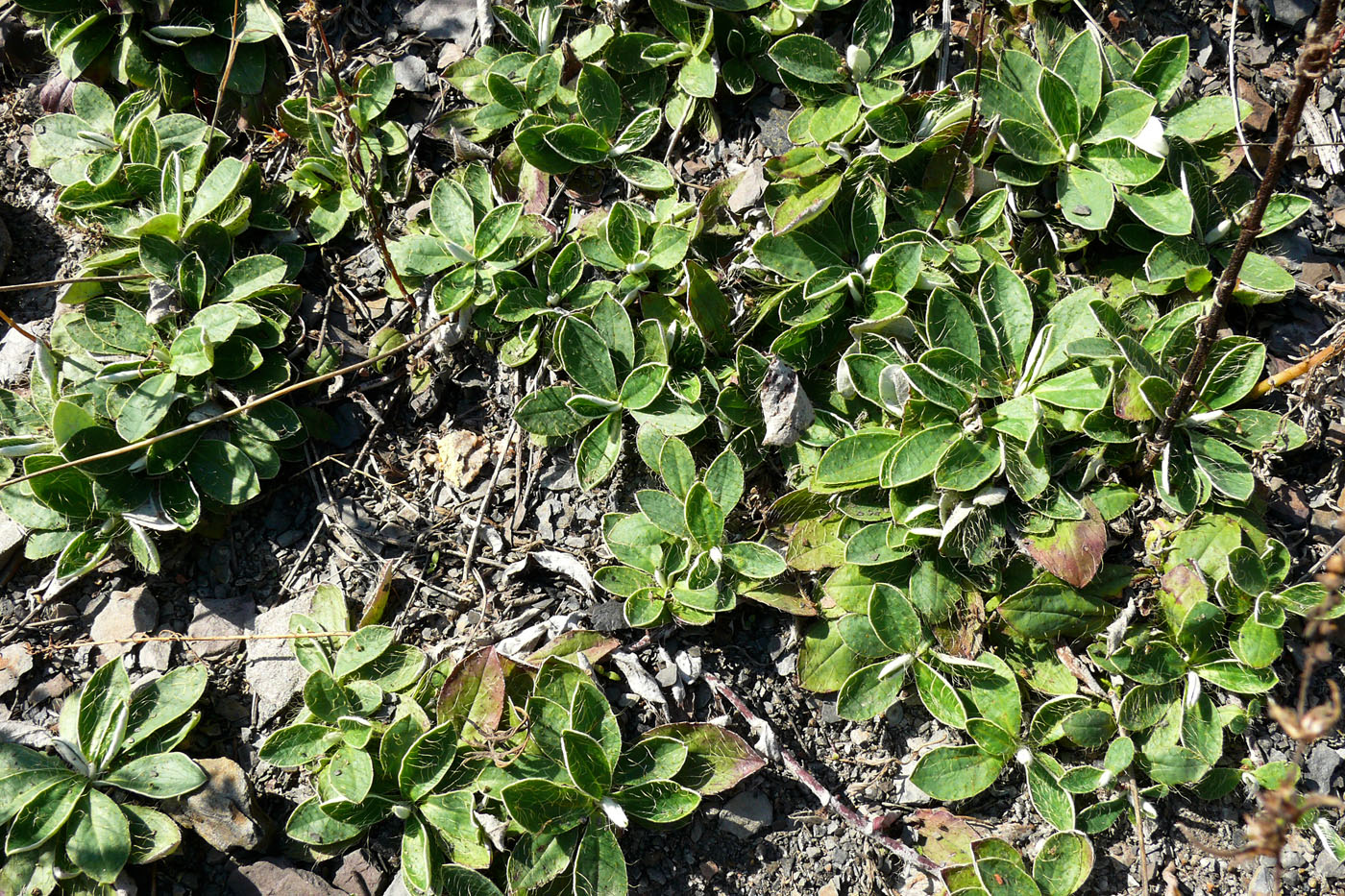 Image of Pilosella officinarum specimen.