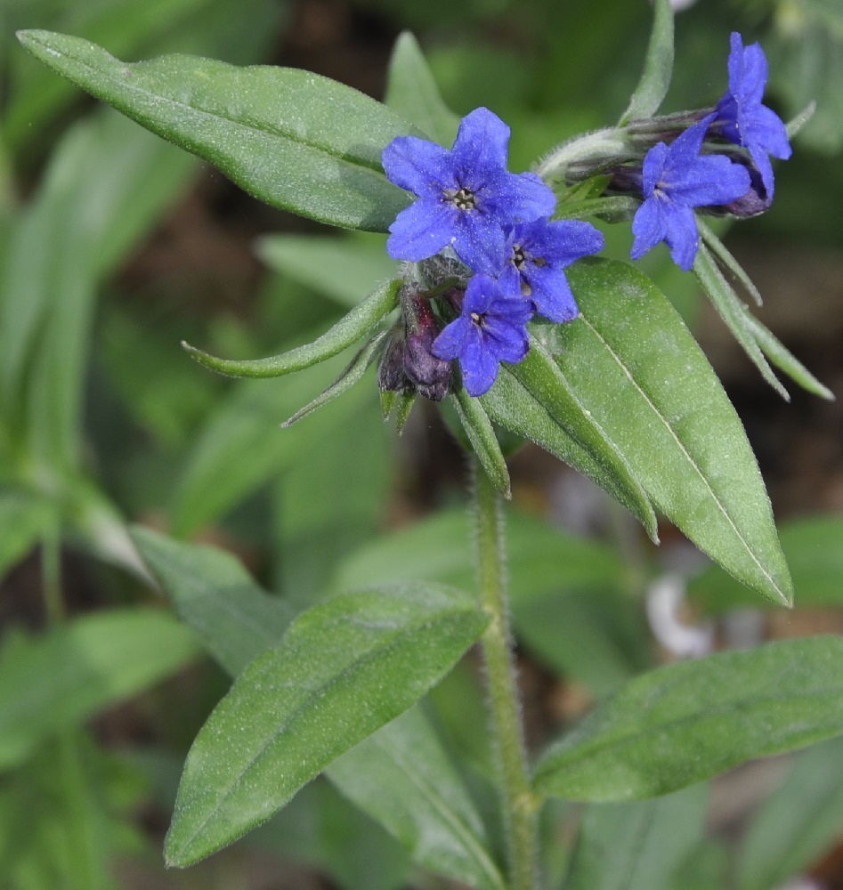 Изображение особи Aegonychon purpureocaeruleum.