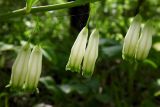 Polygonatum glaberrimum