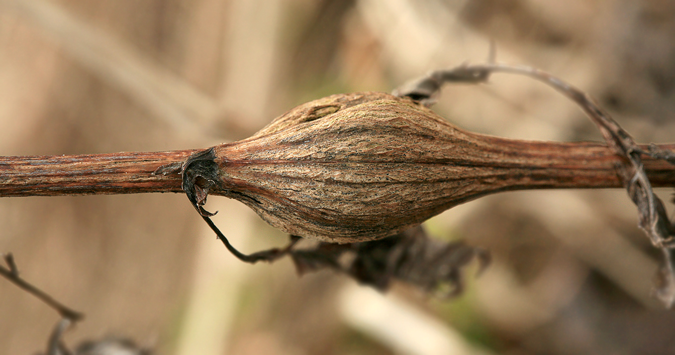 Image of Artemisia vulgaris specimen.