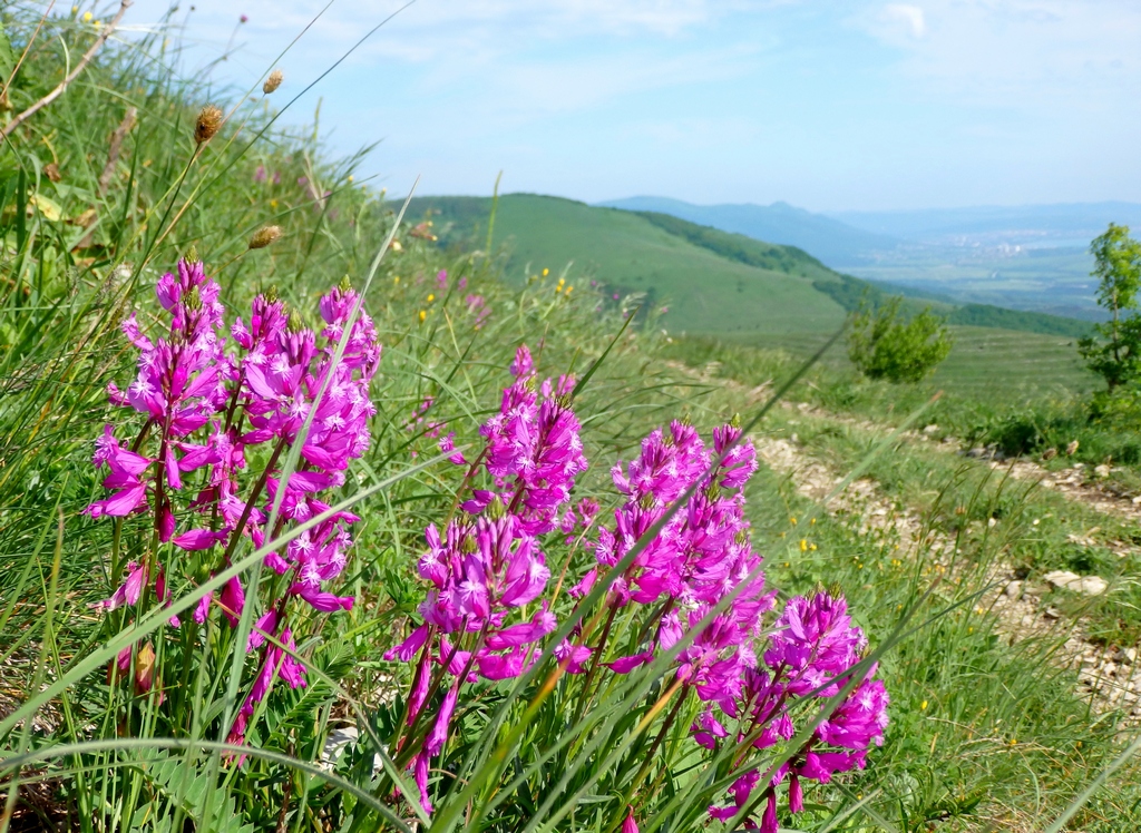 Image of Polygala major specimen.