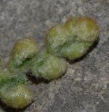 Cosentinia vellea