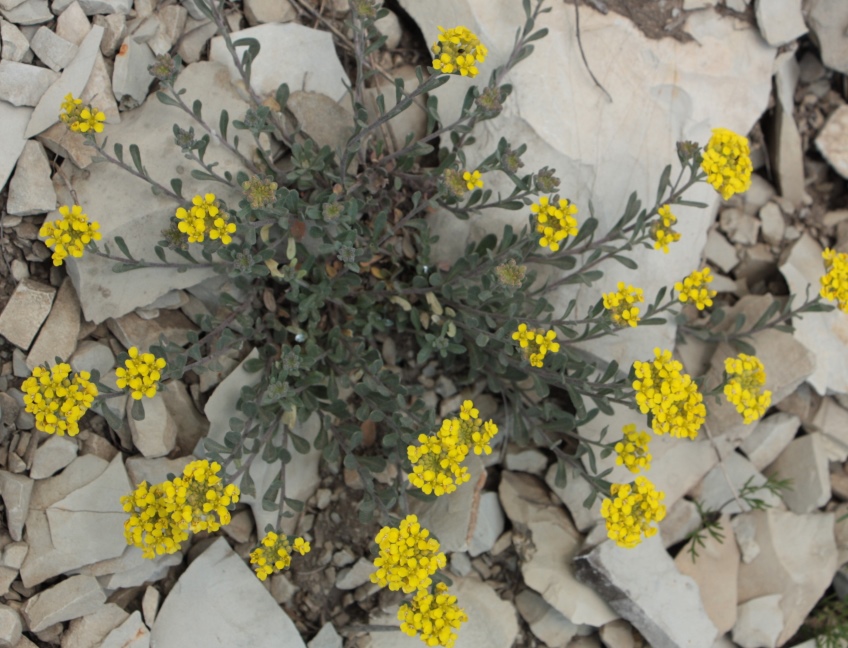 Изображение особи Alyssum trichostachyum.