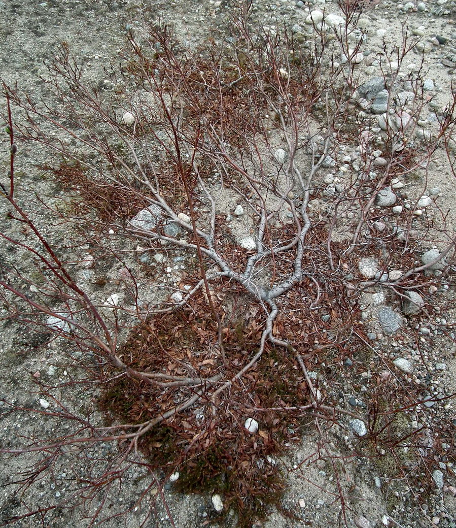 Image of genus Salix specimen.