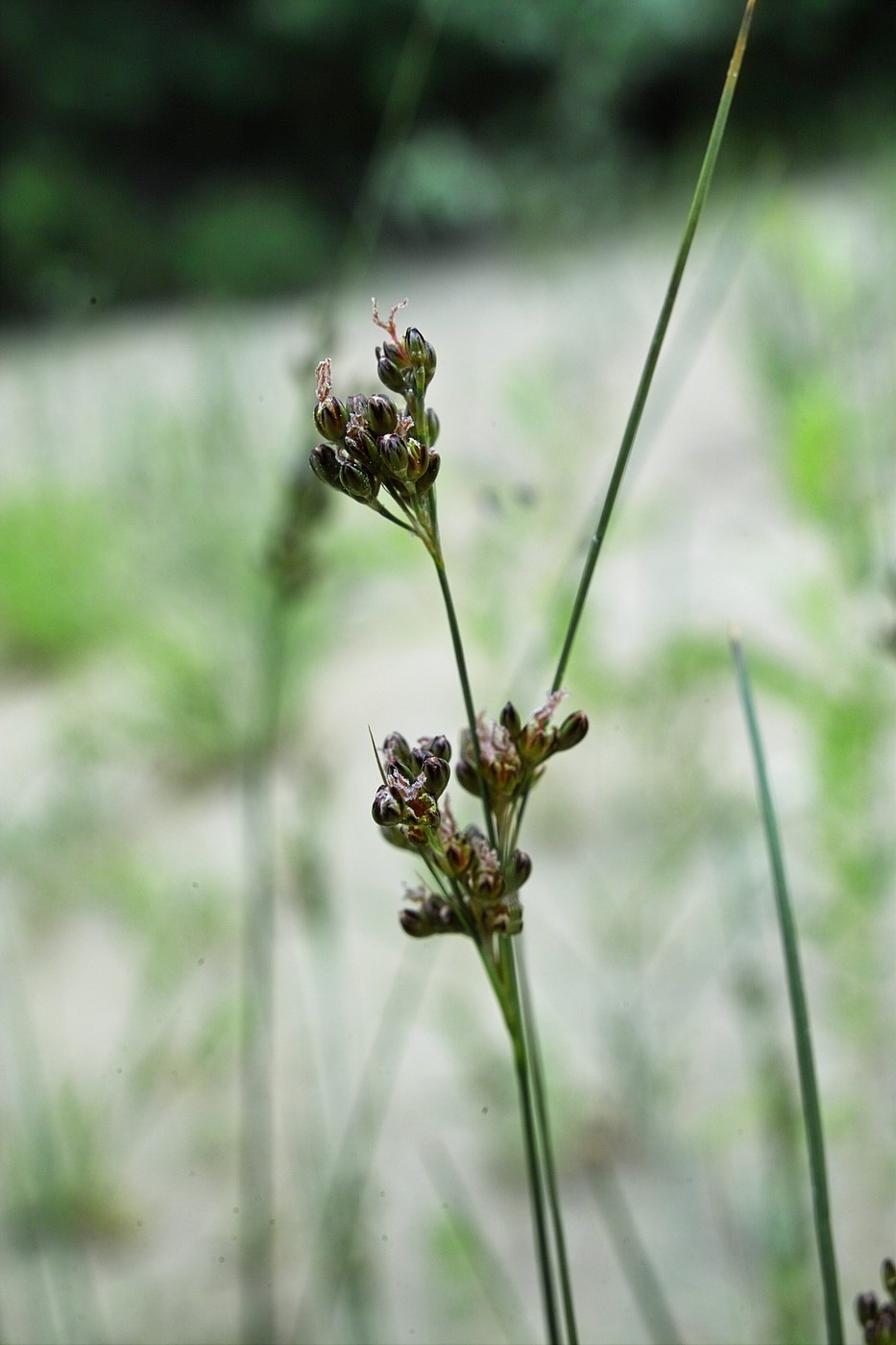 Изображение особи Juncus compressus.