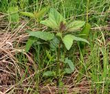 Scrophularia nodosa