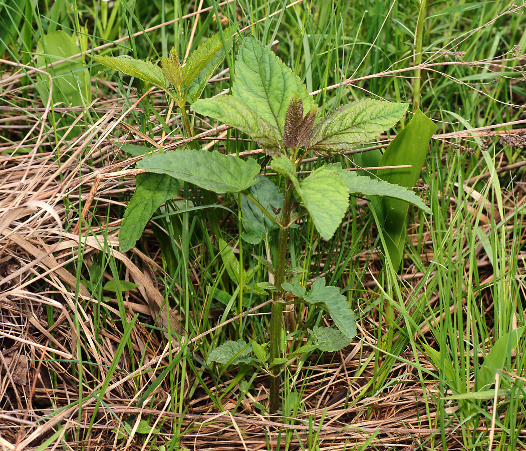 Изображение особи Scrophularia nodosa.