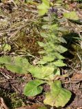 Ajuga pyramidalis