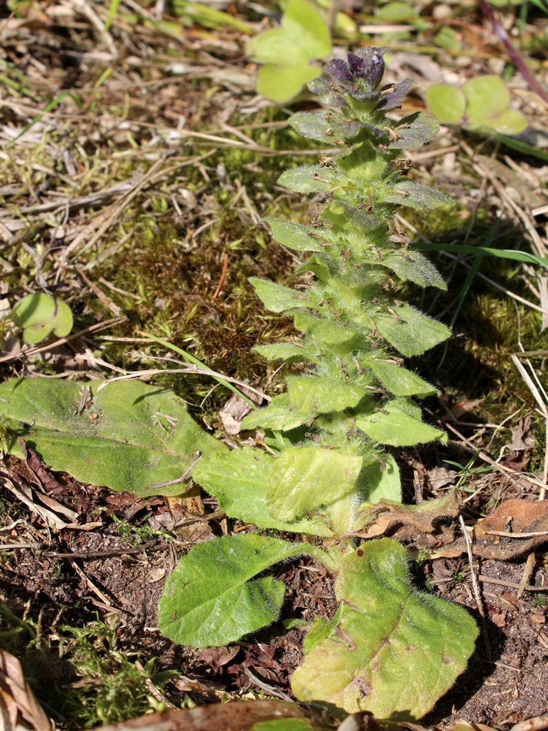 Image of Ajuga pyramidalis specimen.