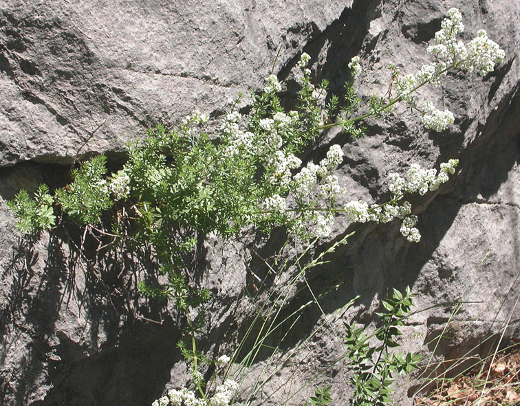 Image of Galium mollugo specimen.