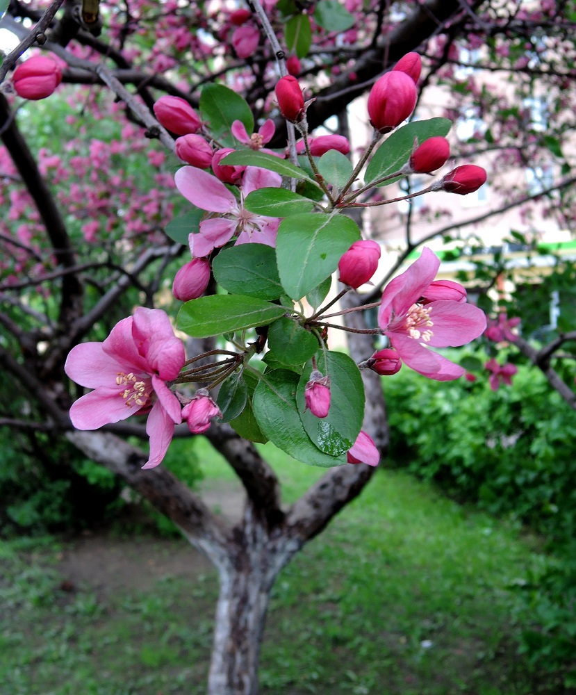 Image of Malus × purpurea specimen.
