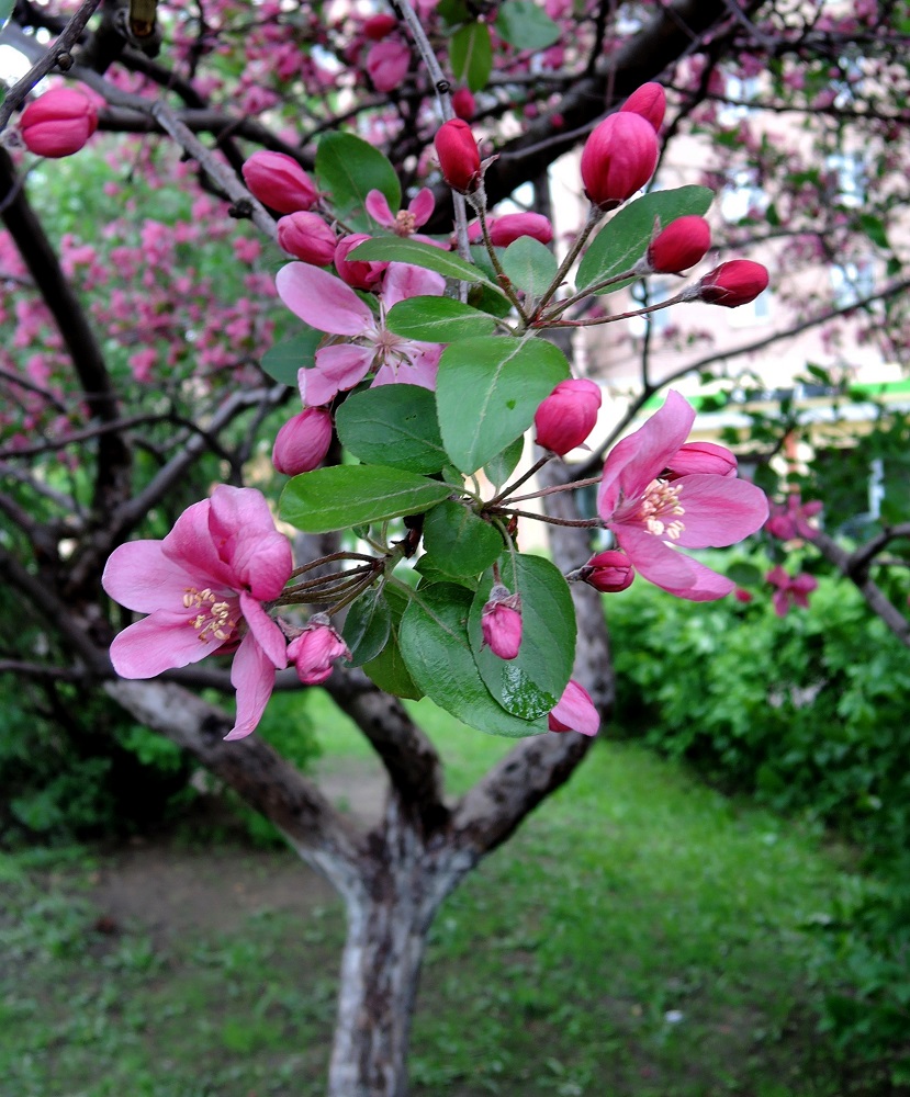 Изображение особи Malus &times; purpurea.