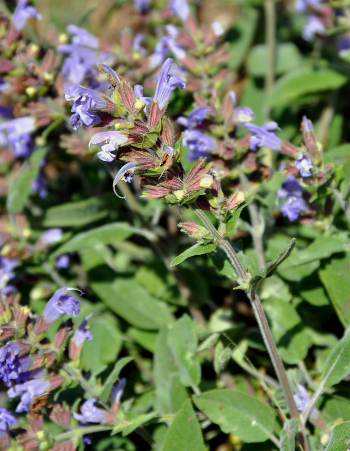 Изображение особи Salvia tomentosa.