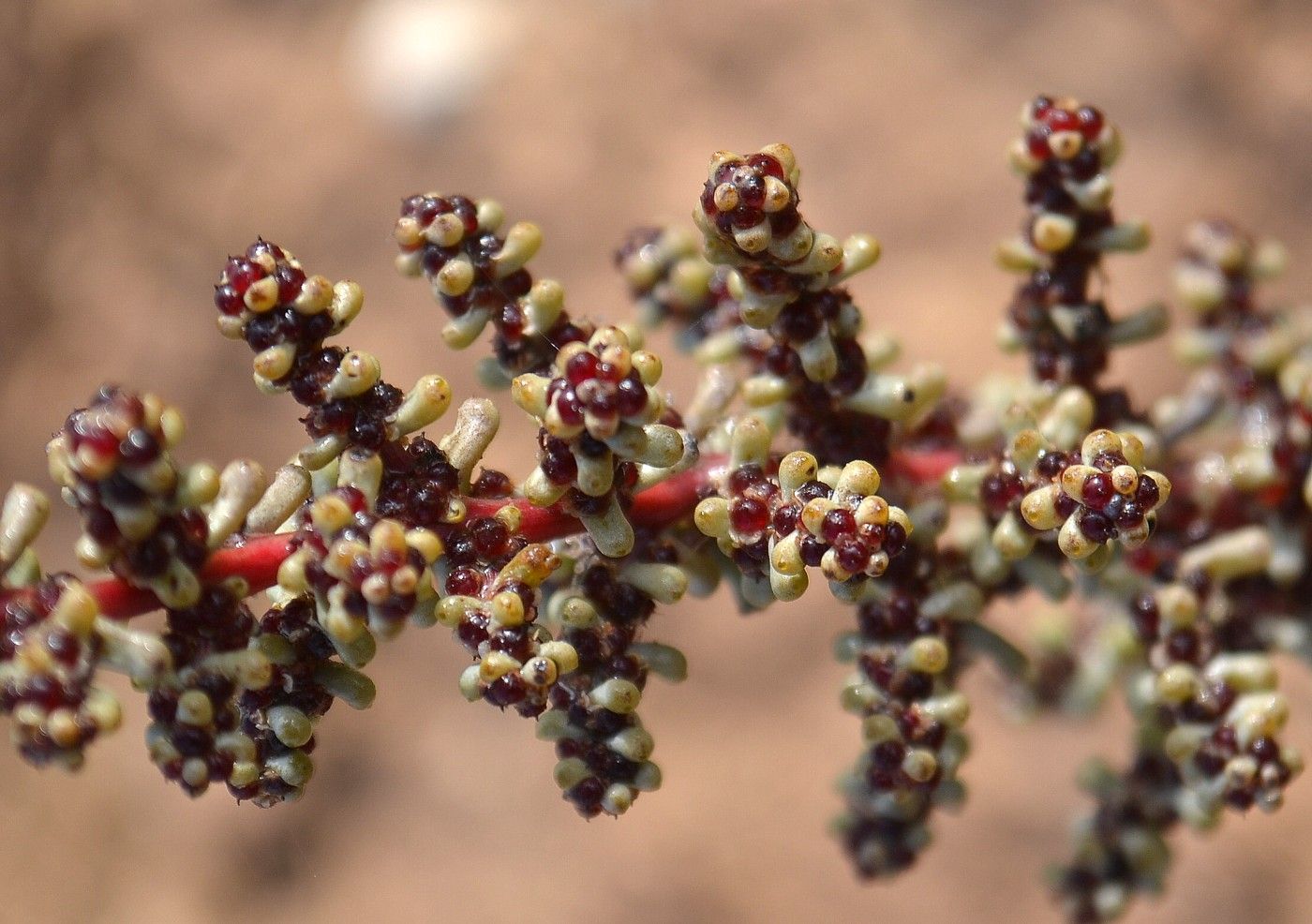 Изображение особи Salsola foliosa.