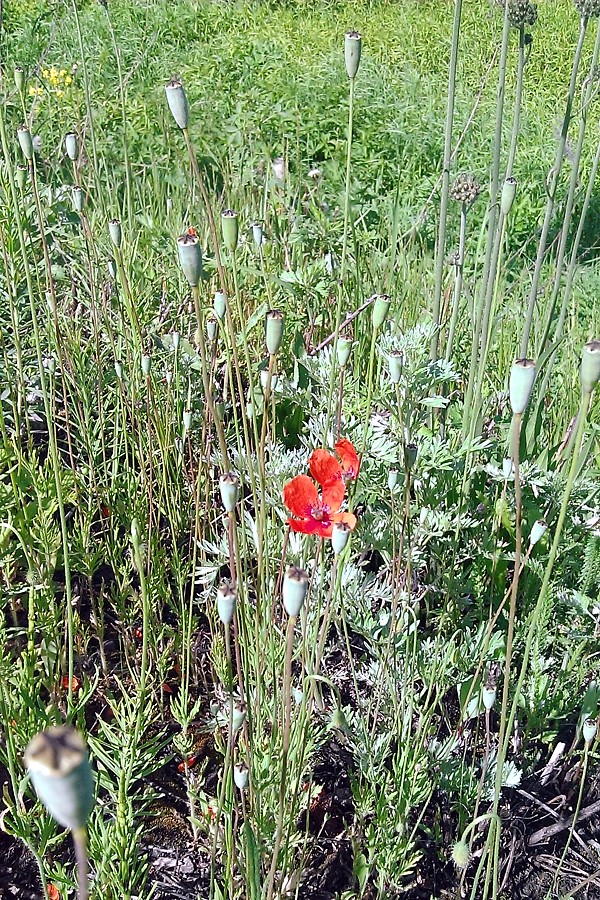 Изображение особи Papaver dubium.