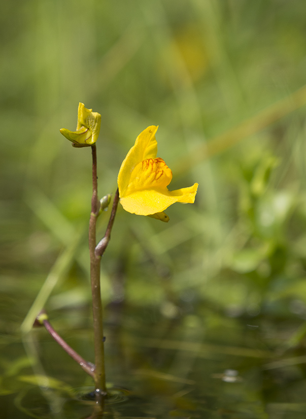 Image of Utricularia australis specimen.