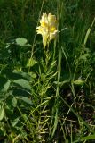 Linaria vulgaris