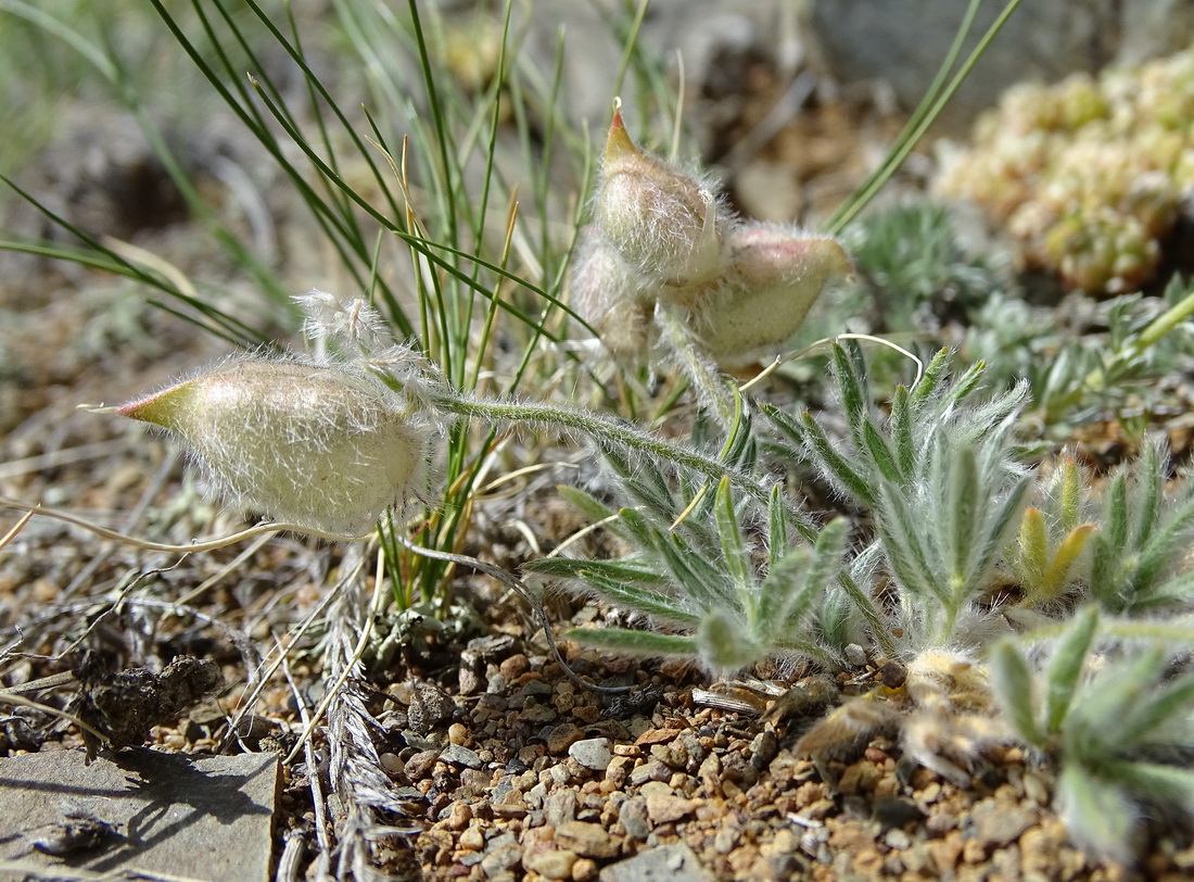 Изображение особи Oxytropis pumila.