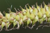 Carex rostrata