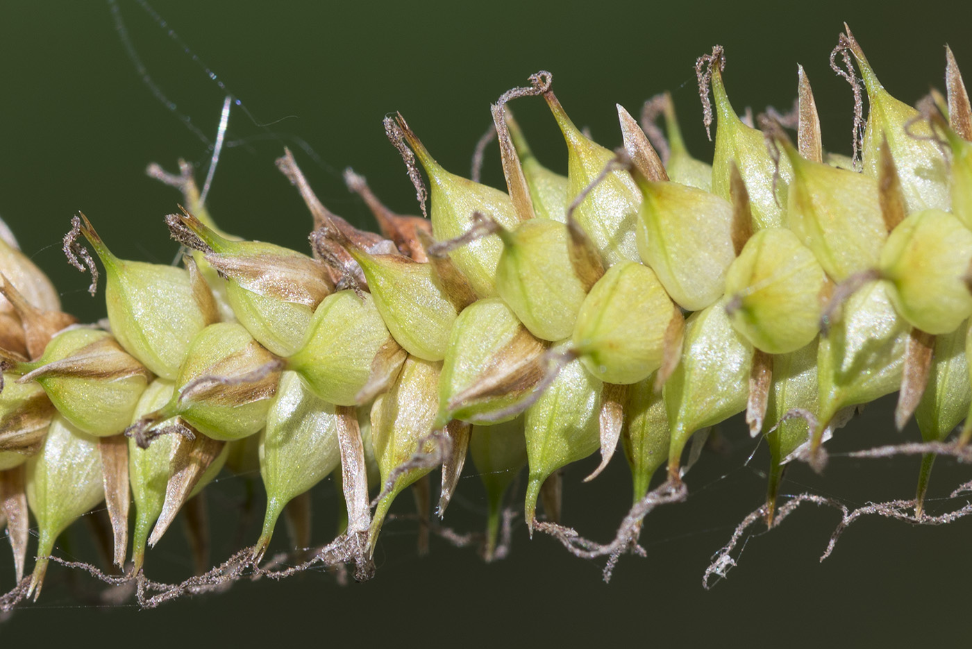 Изображение особи Carex rostrata.