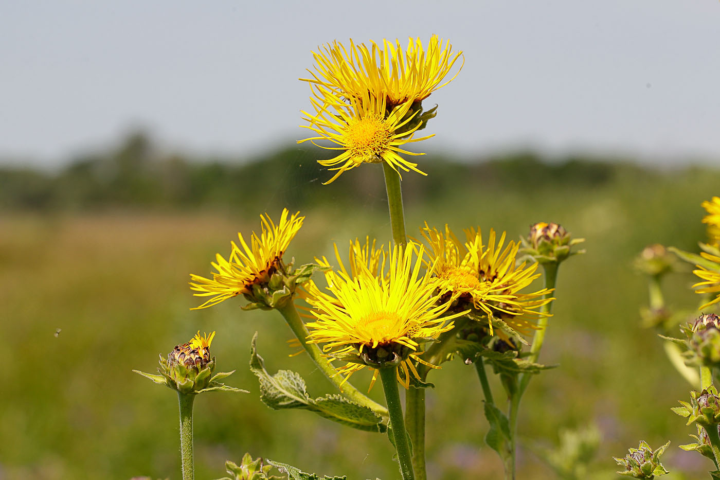Изображение особи Inula helenium.