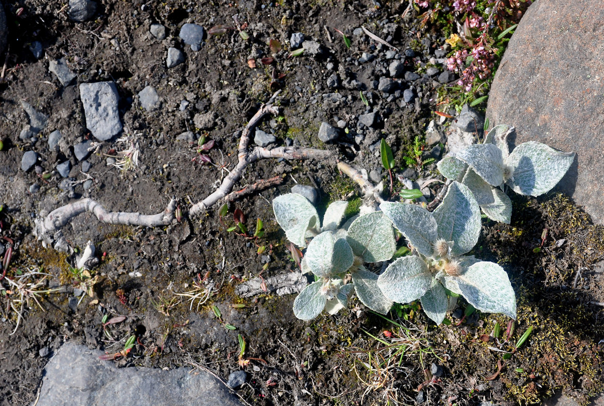 Image of Salix lanata specimen.