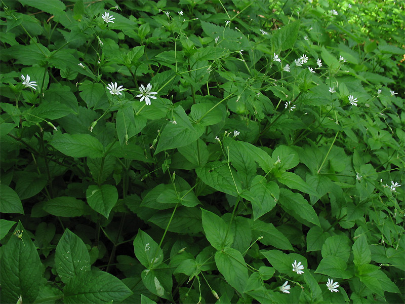 Image of Stellaria nemorum specimen.