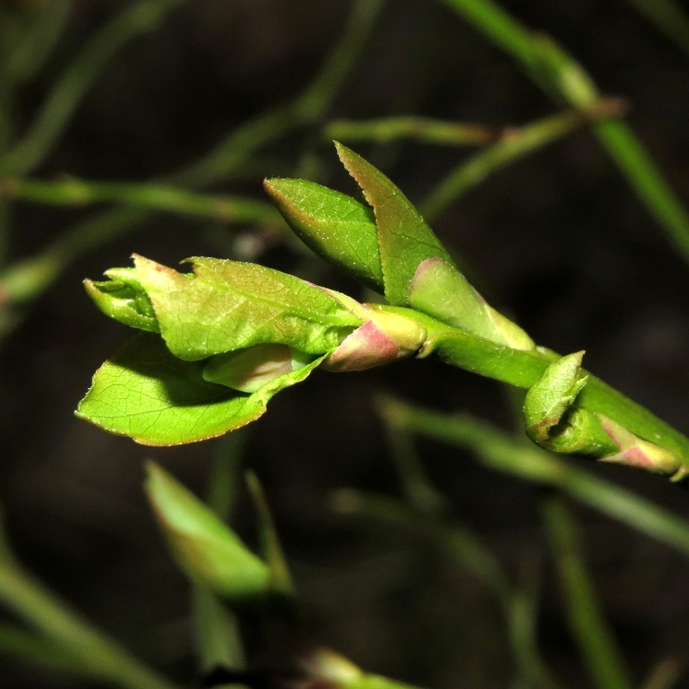 Изображение особи Vaccinium myrtillus.