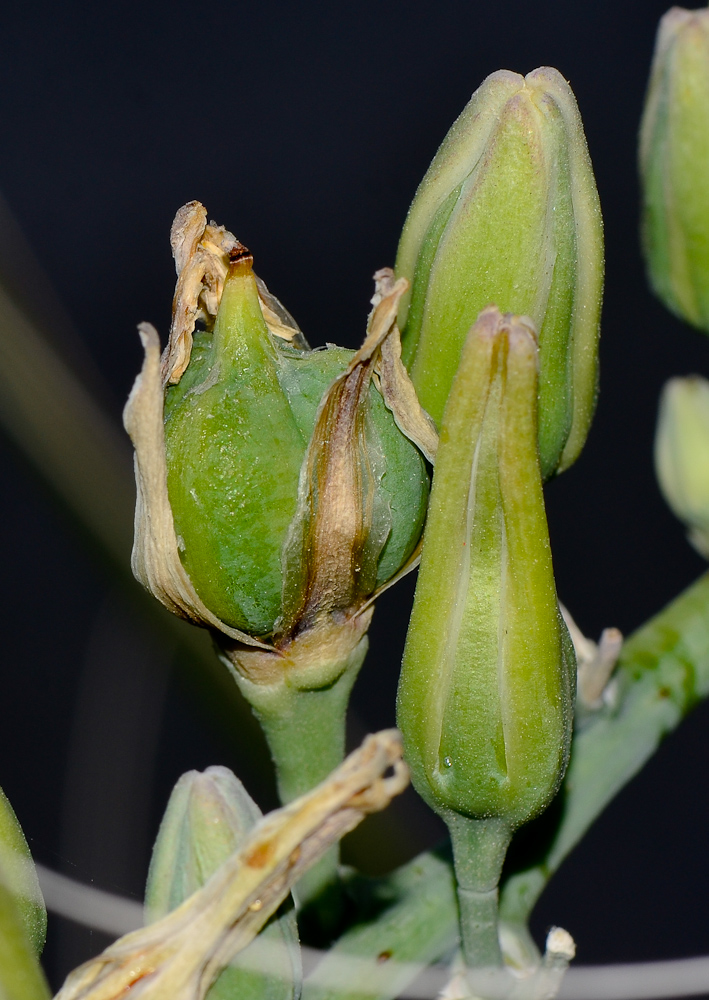 Image of Hesperaloe campanulata specimen.