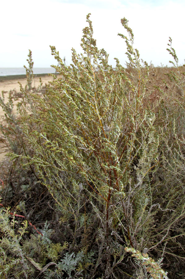 Изображение особи Artemisia santonicum.