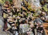 Sedum gracile